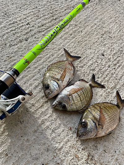 Καλάμι Pregio Nautilus 4.35m / 250gr max