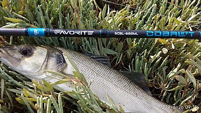 Καλάμι Favorite Cobalt 2.44m 5-18gr